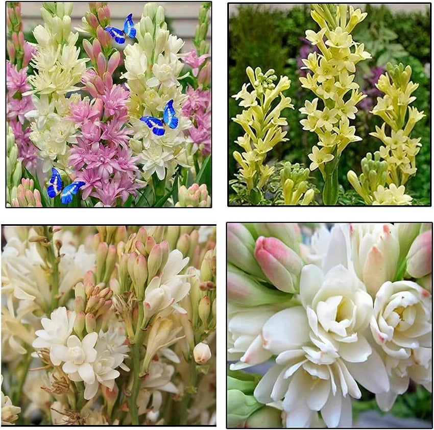 Tuberose 🌸 Bulbs! 🔥+ Plant Growth Supplement FREE