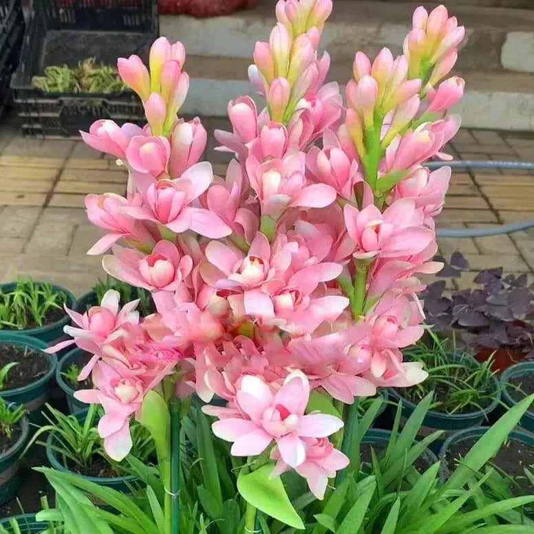 Tuberose 🌸 Bulbs! 🔥+ Plant Growth Supplement FREE
