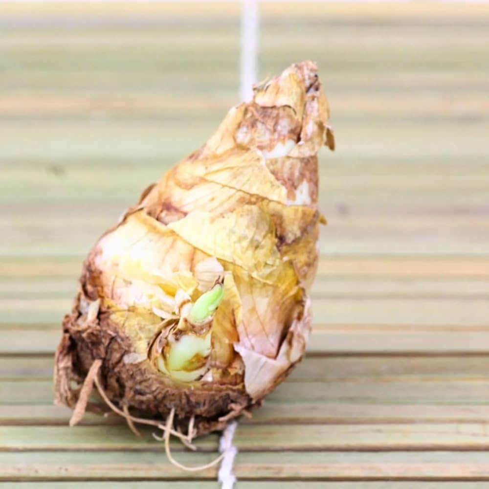 Tuberose 🌸 Bulbs! 🔥+ Plant Growth Supplement FREE