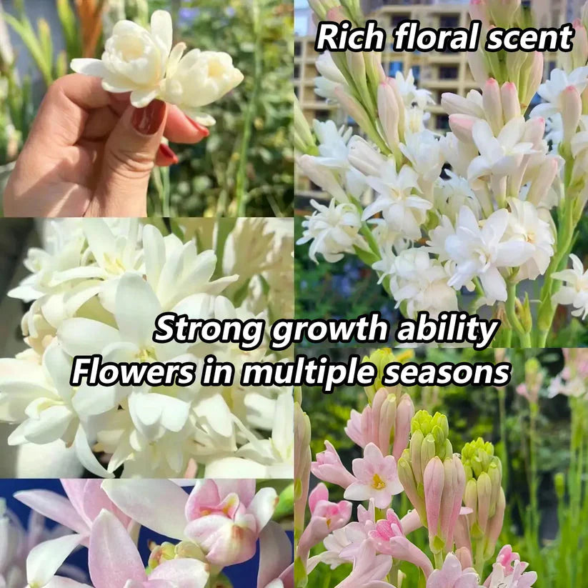 Tuberose 🌸 Bulbs! 🔥+ Plant Growth Supplement FREE